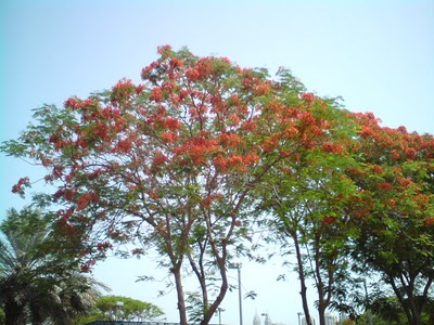 flame-trees