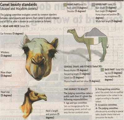 lovely camels lovely camels