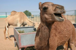 cloned-camel cloned-camel