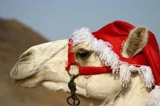 xmas camel