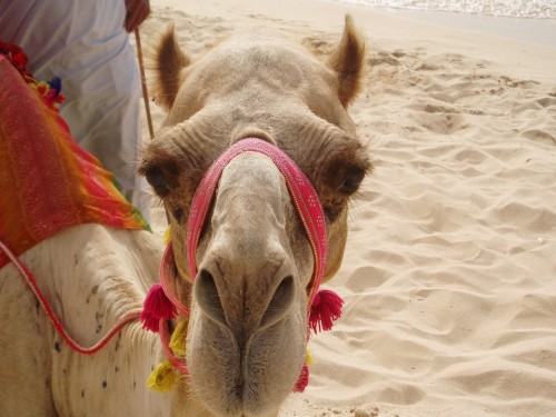 beach camel